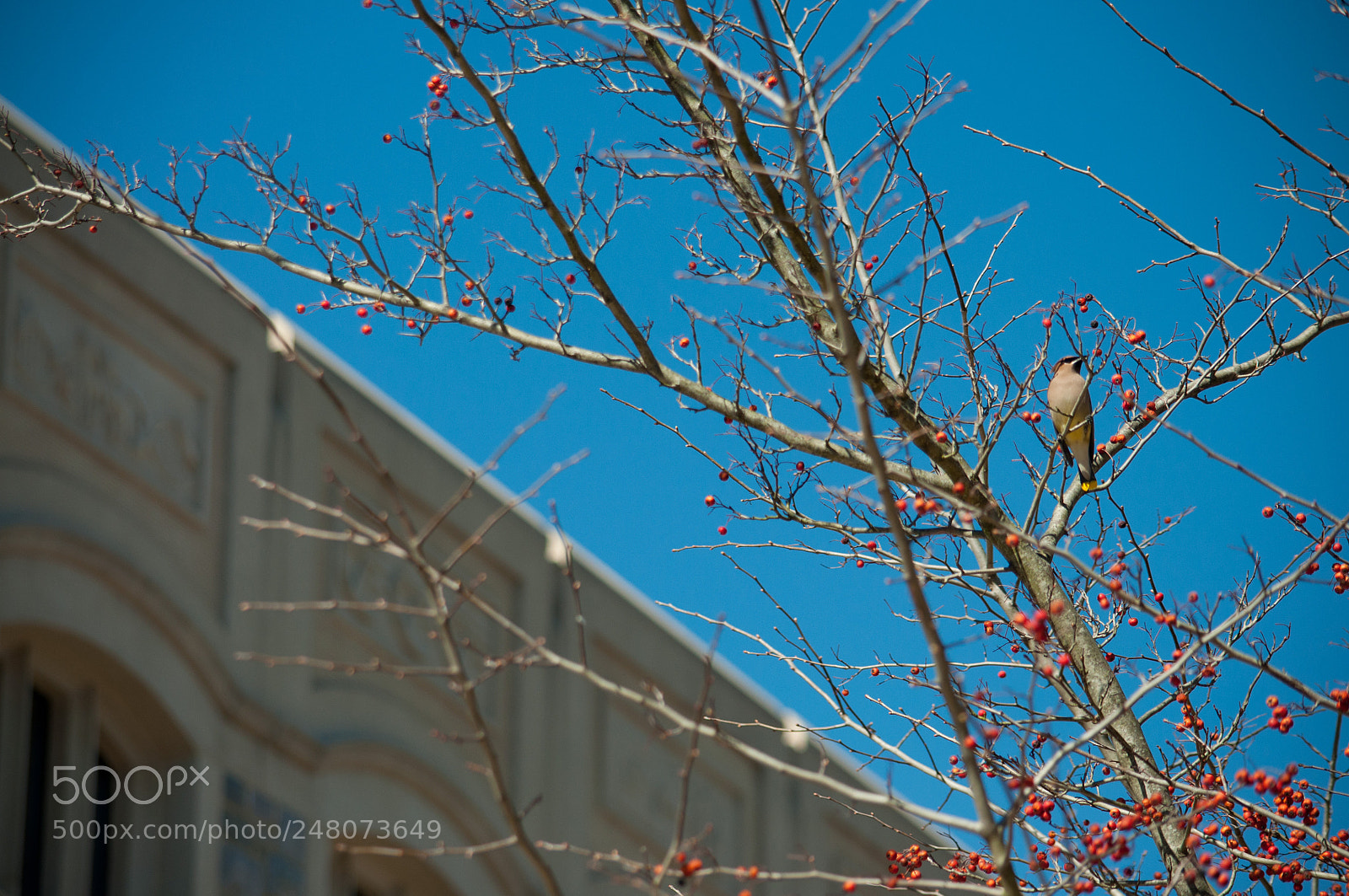 Nikon D90 sample photo. Cedar waxwing near torgersen photography