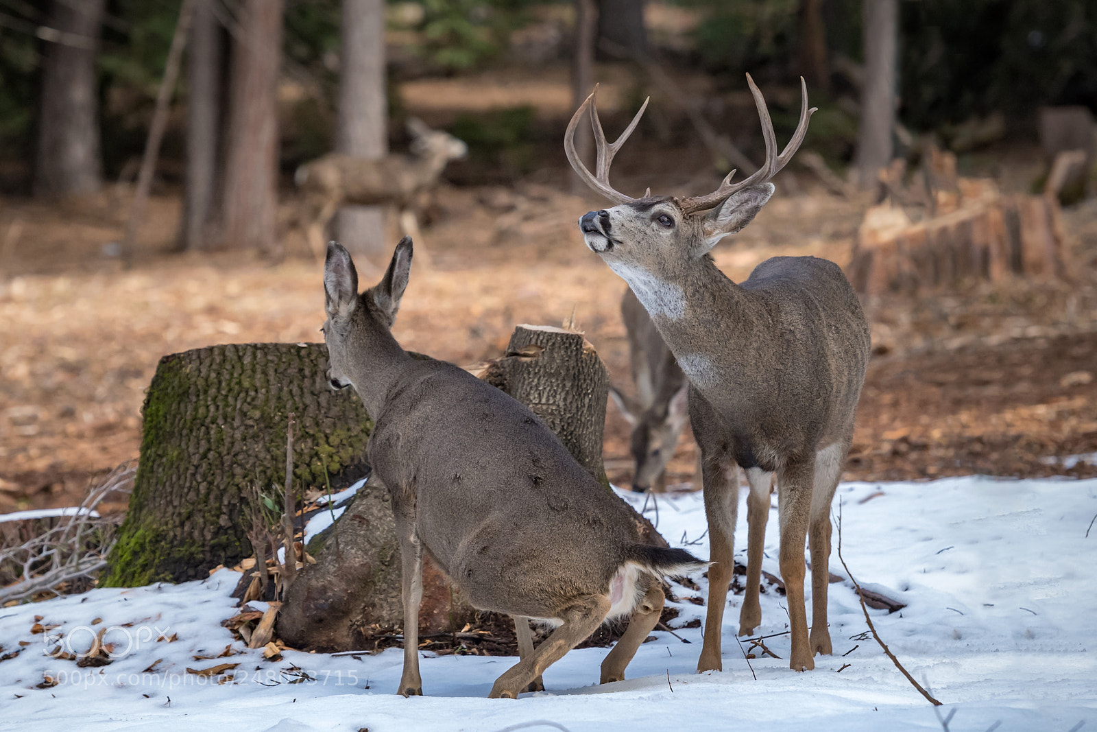 Nikon D5 sample photo. Deer in the wild photography