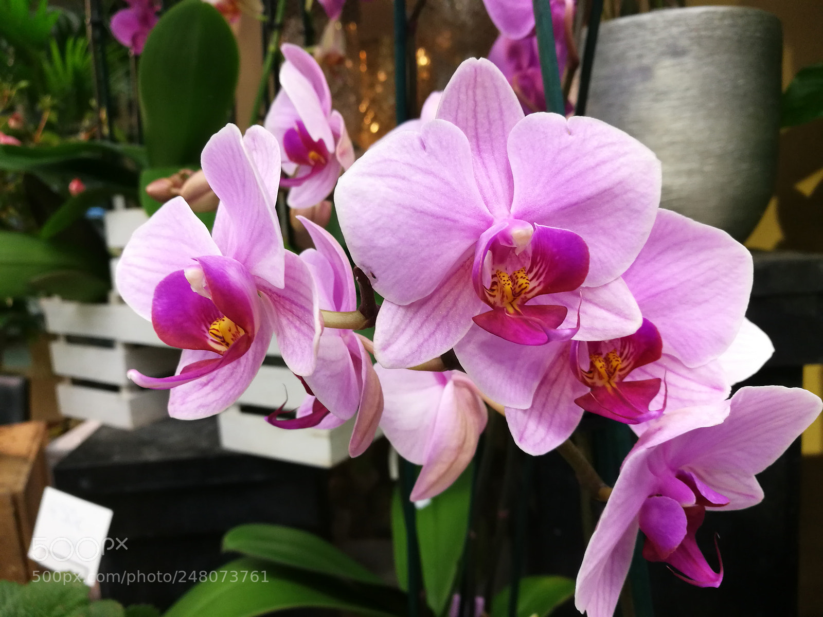 HUAWEI P9 sample photo. Untitled photography