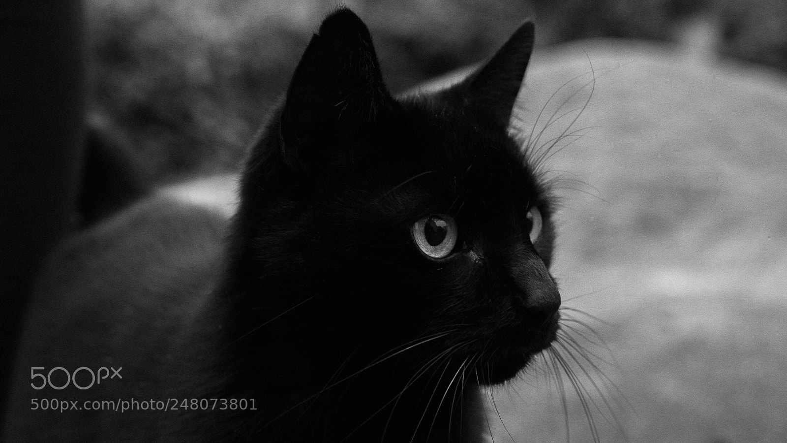 Canon EOS 77D (EOS 9000D / EOS 770D) sample photo. 01.jpg photography