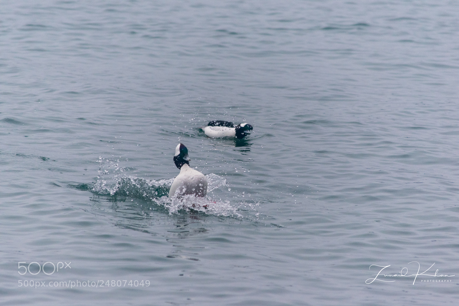 Nikon D3400 sample photo. Bufflehead ducks photography