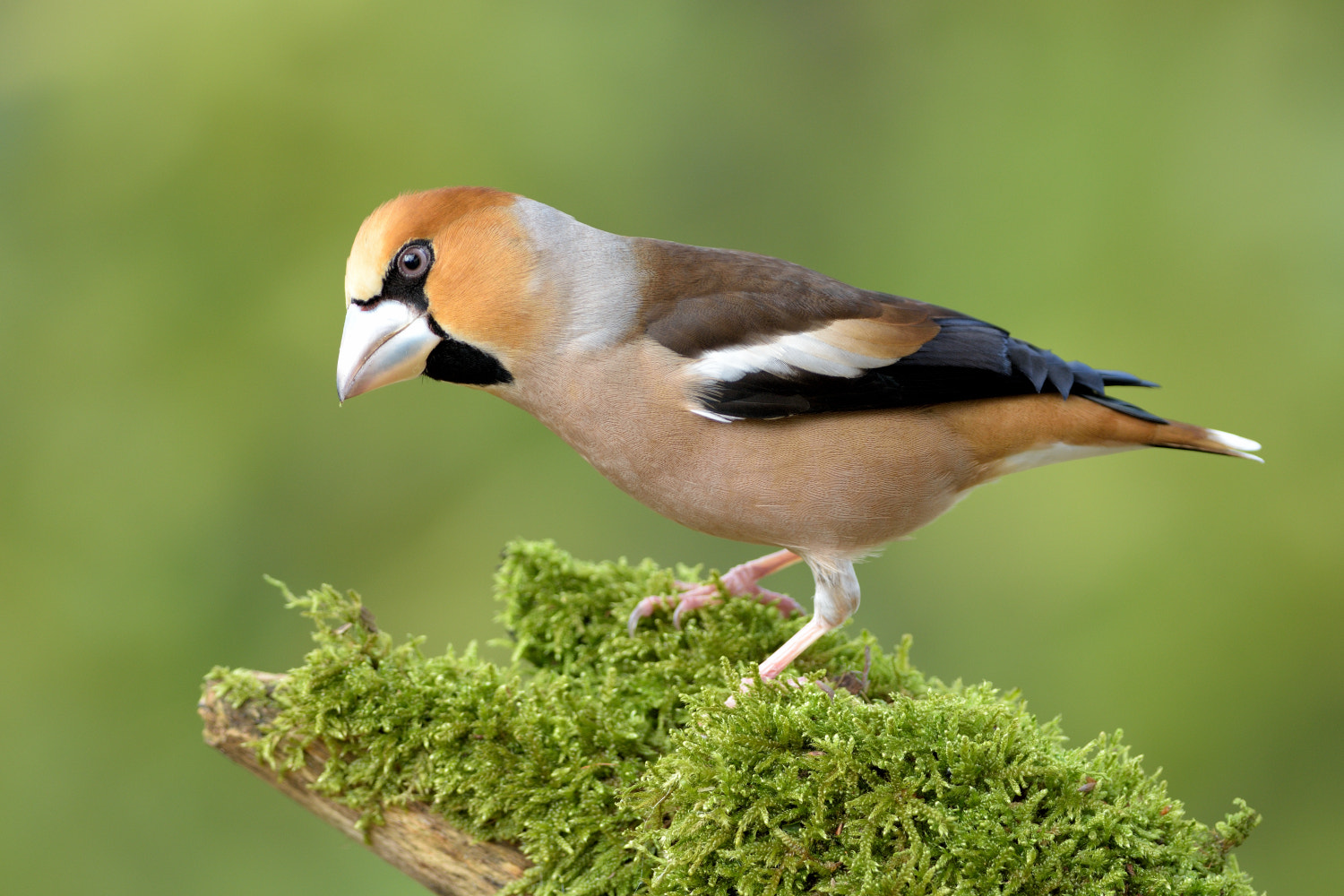 Nikon D7200 + Nikon AF-S Nikkor 300mm F4D ED-IF sample photo. Curious hawfinch photography