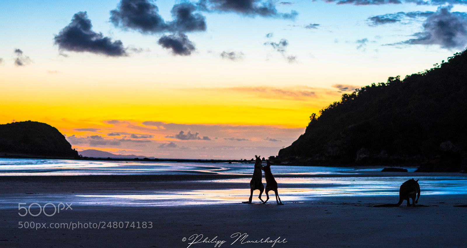 Sony a7 II sample photo. Kangaroofight at cape hillsborough photography