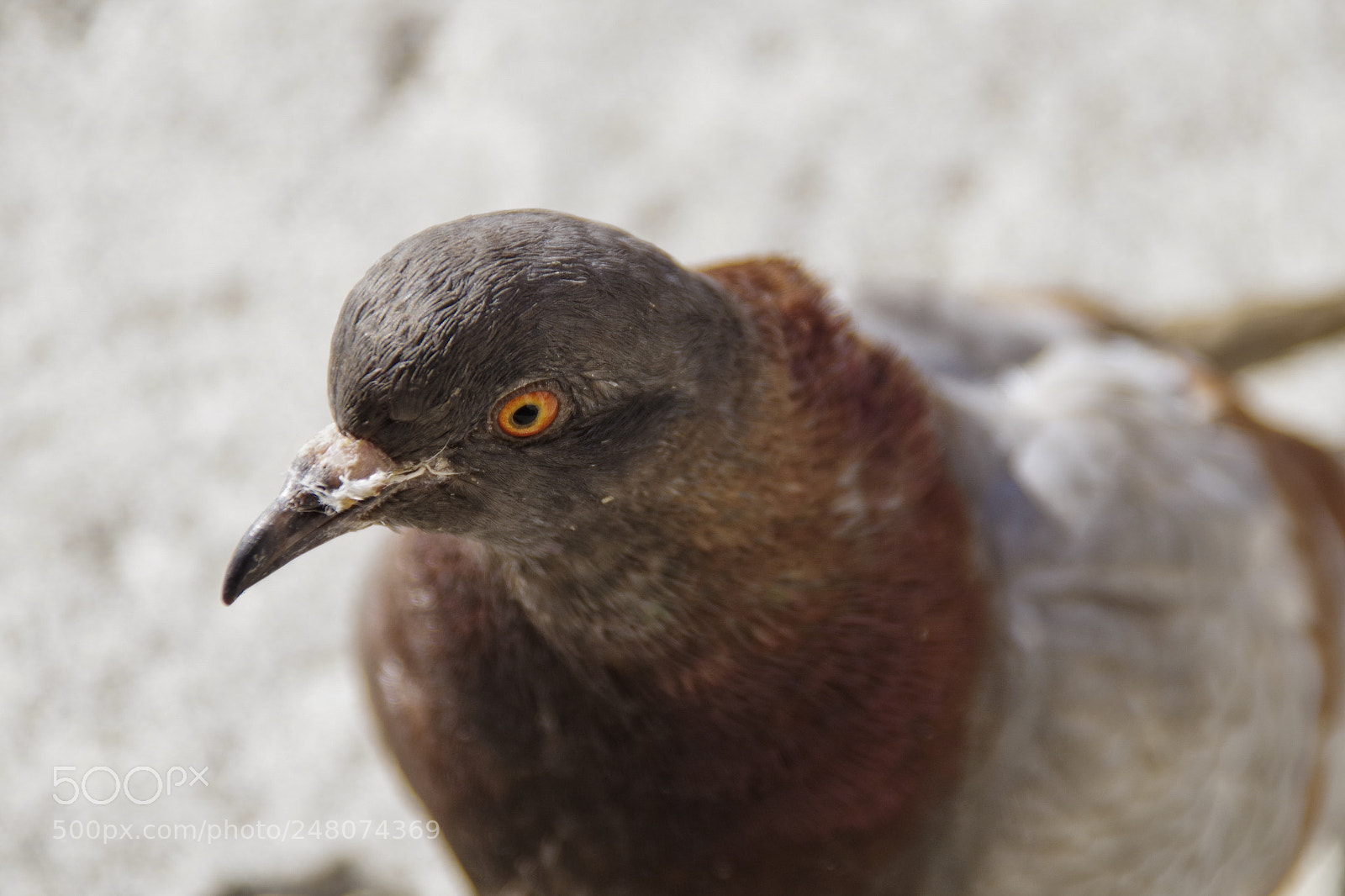 Pentax K-S2 sample photo. Dove photography