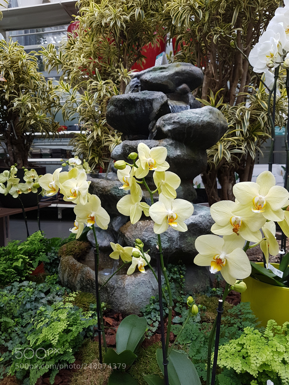 Samsung Galaxy S7 sample photo. Orchideen photography