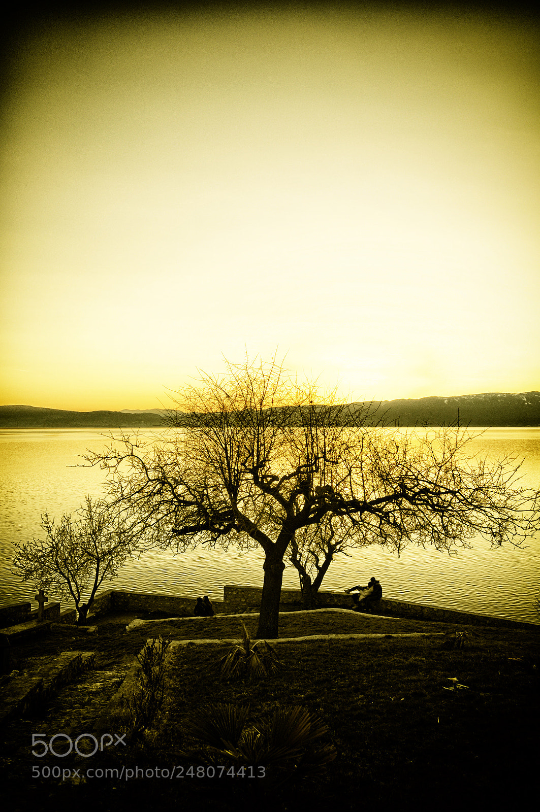 Nikon D5000 sample photo. Tree photography
