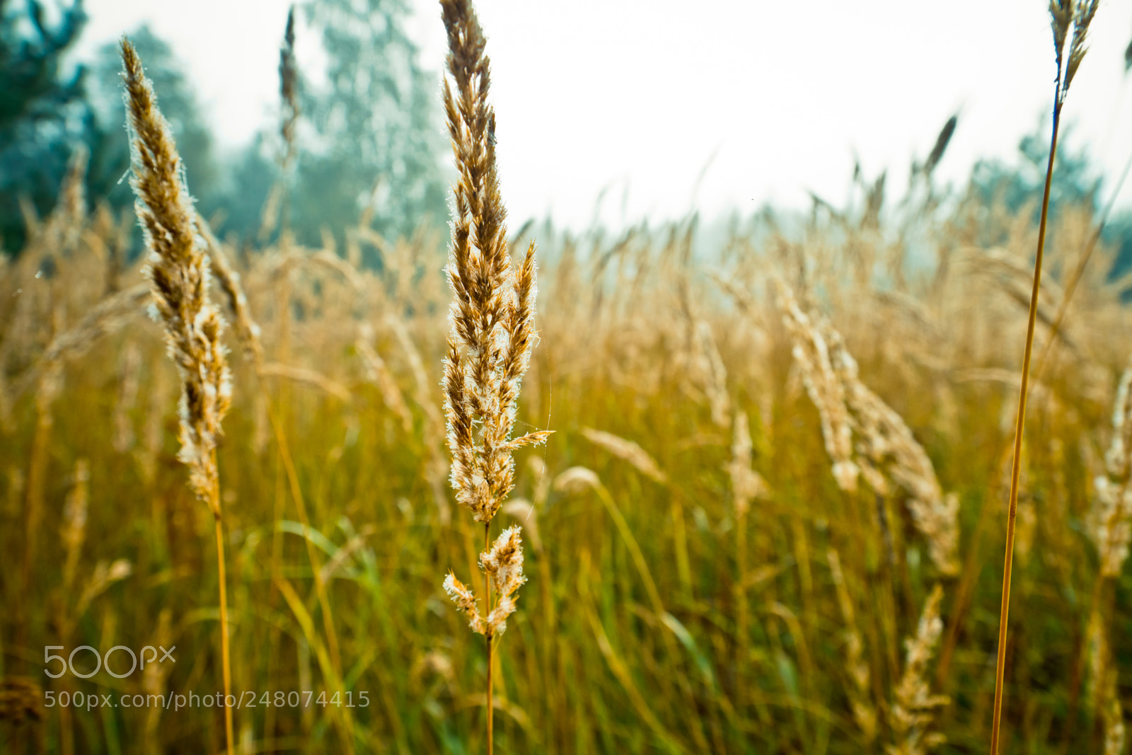 Canon EOS 600D (Rebel EOS T3i / EOS Kiss X5) sample photo. Autumn in the village photography