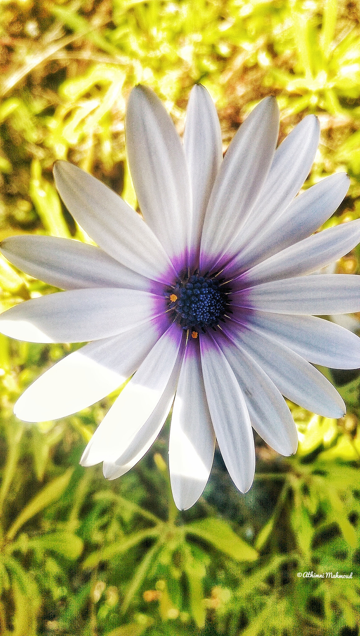 HTC ONE M8 sample photo