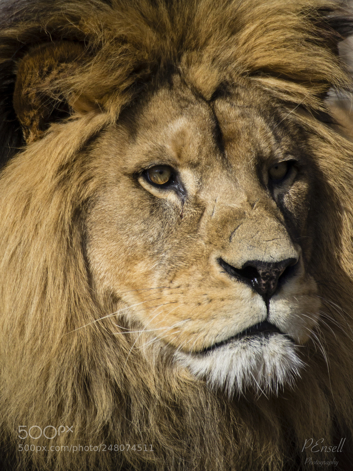 Canon EOS 600D (Rebel EOS T3i / EOS Kiss X5) sample photo. Male african lion photography