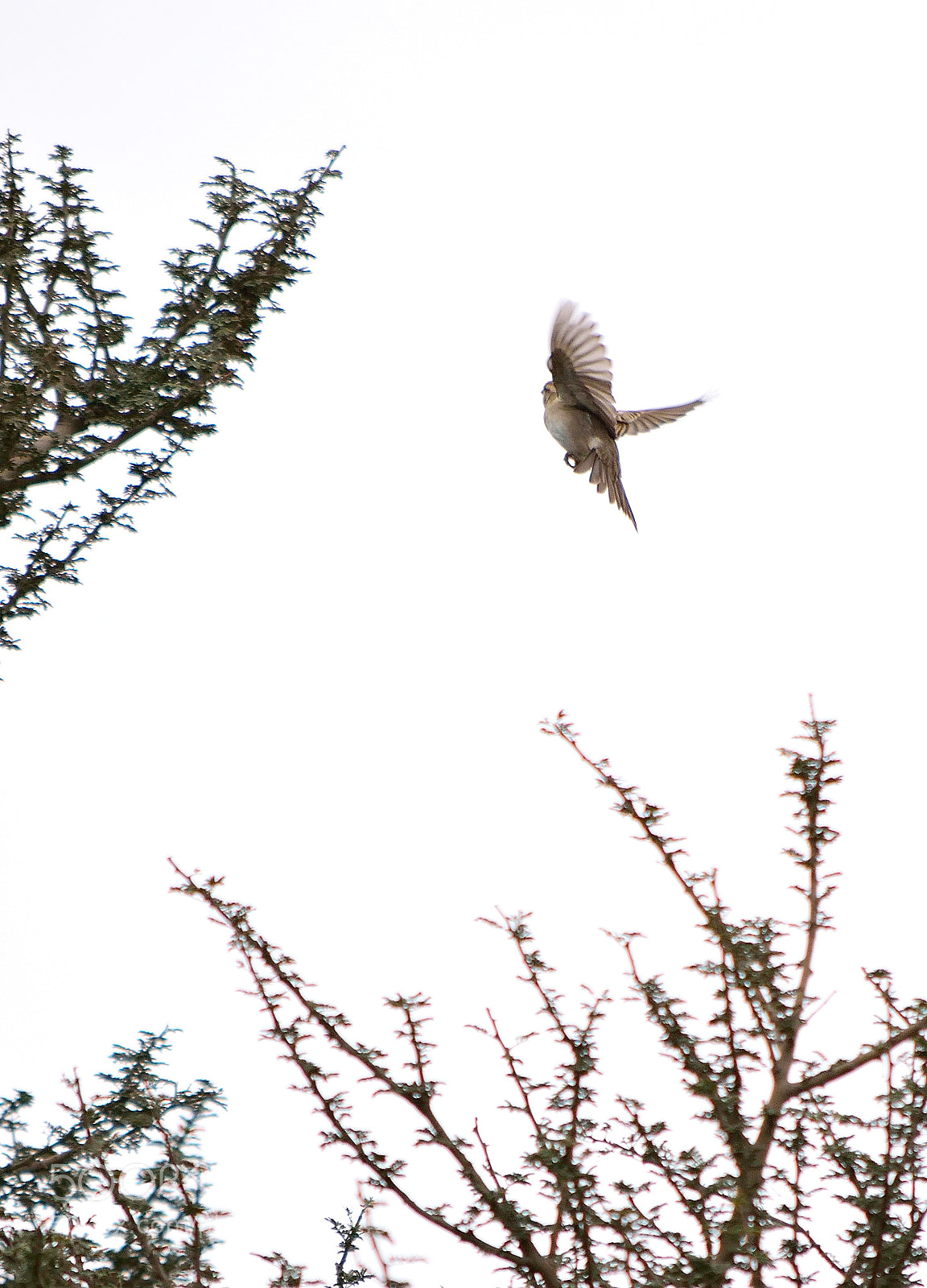 Nikon D5300 sample photo. Fly high photography