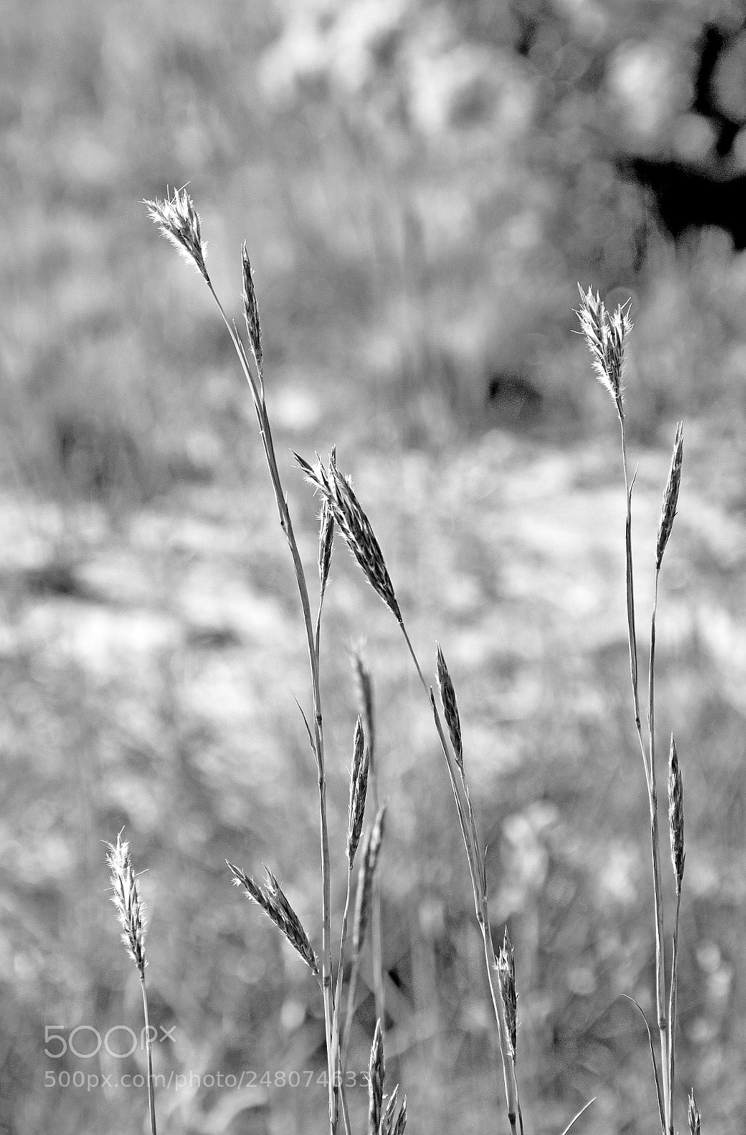 Nikon D7100 sample photo. Autumn grasses photography