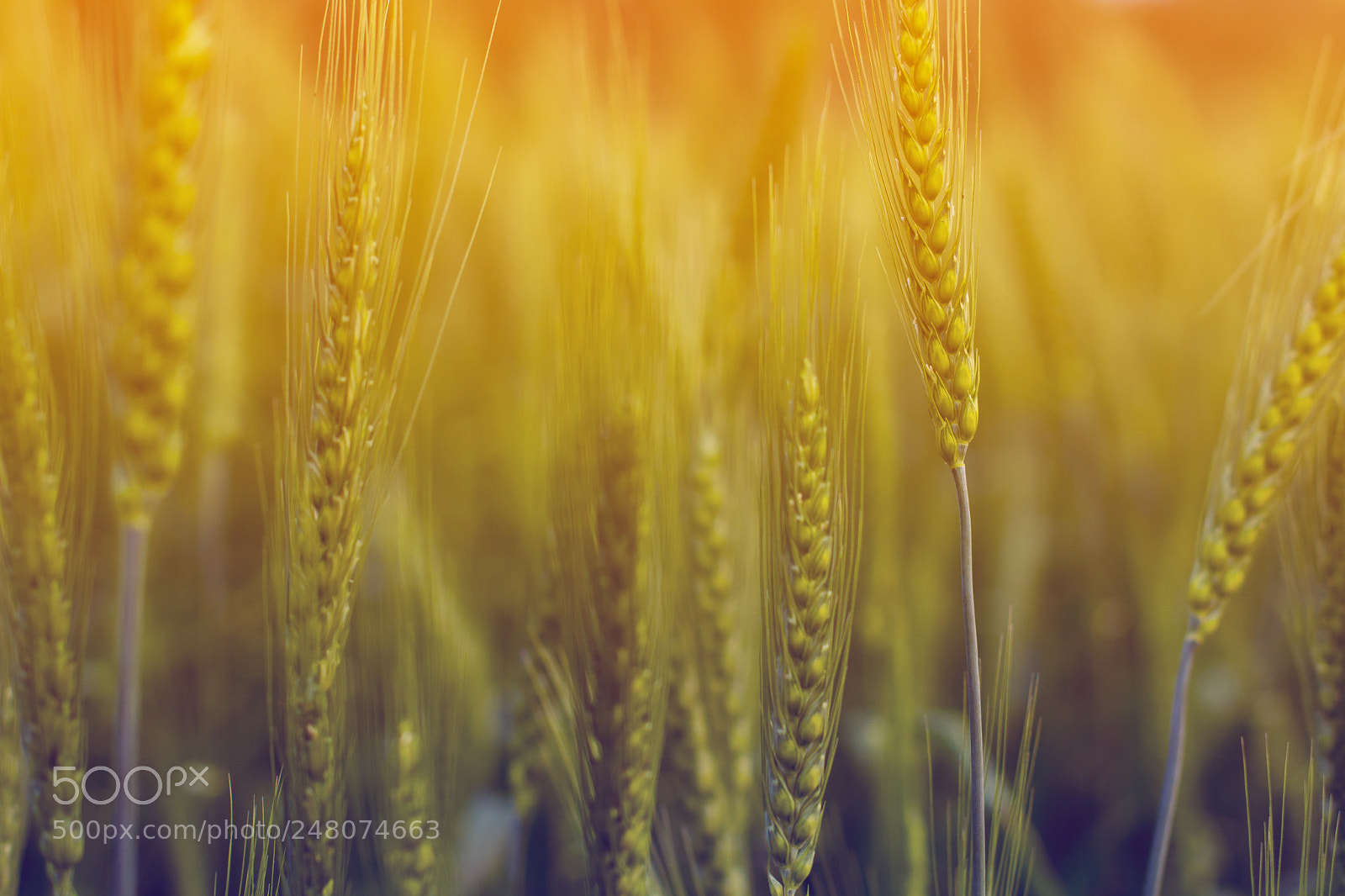 Canon EOS 60D sample photo. Wheat photography