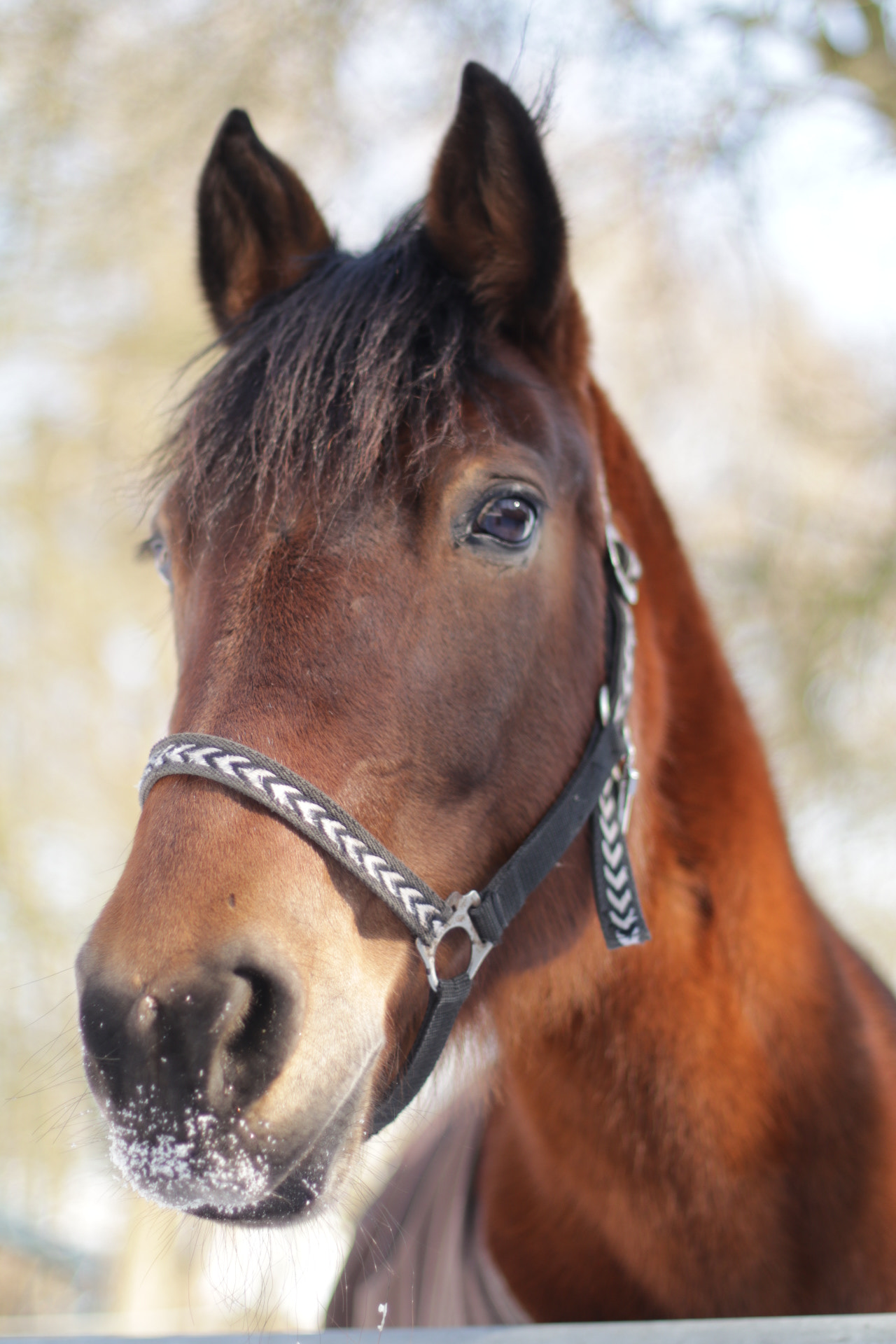 Canon EOS 80D + Canon EF 50mm F1.4 USM sample photo. “mein” pony im schnee photography