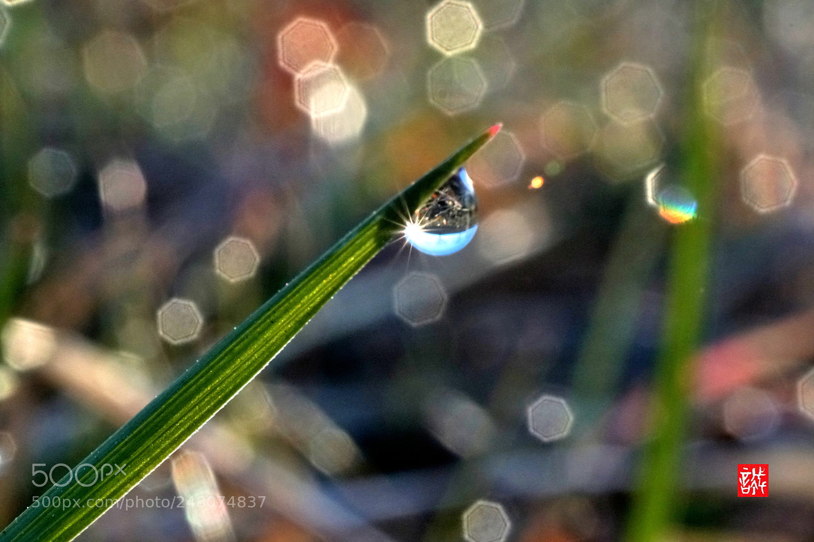 Sony a6500 sample photo. Morning dew 0303 photography