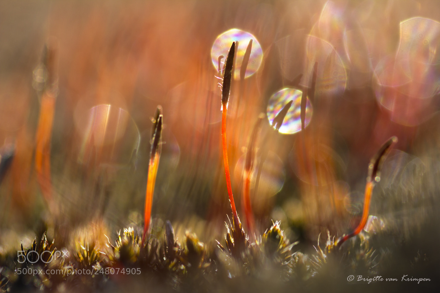 Canon EOS 60D sample photo. Rainbow bokeh photography