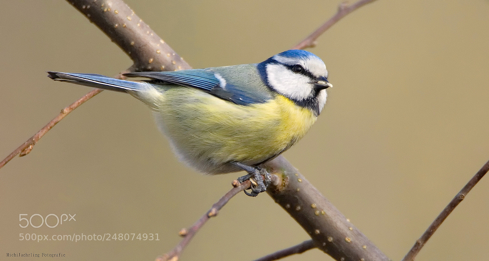 Nikon D7200 sample photo. Blaumeise photography