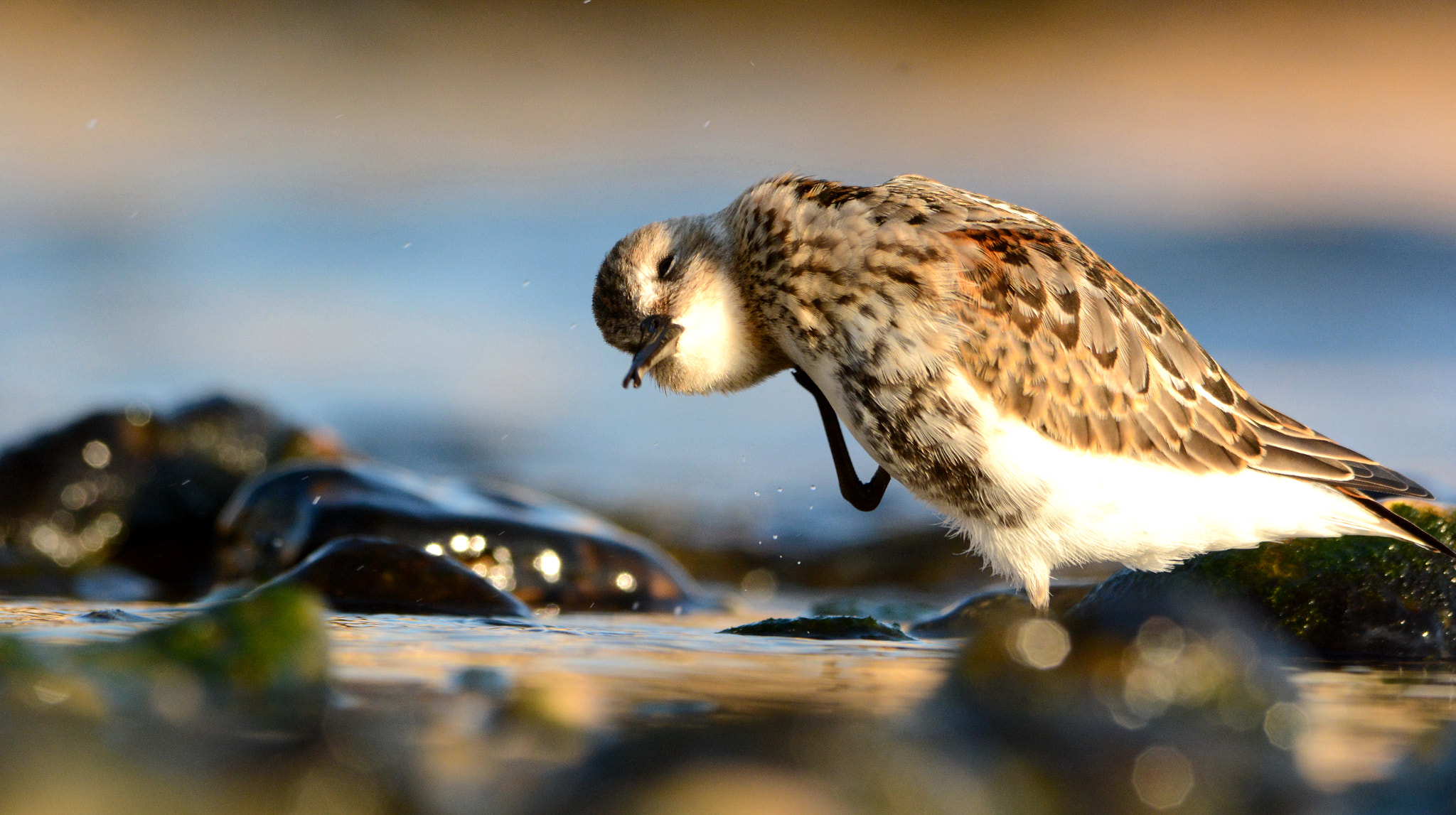 Nikon D7100 + Sigma 150-500mm F5-6.3 DG OS HSM sample photo. Dunlin photography