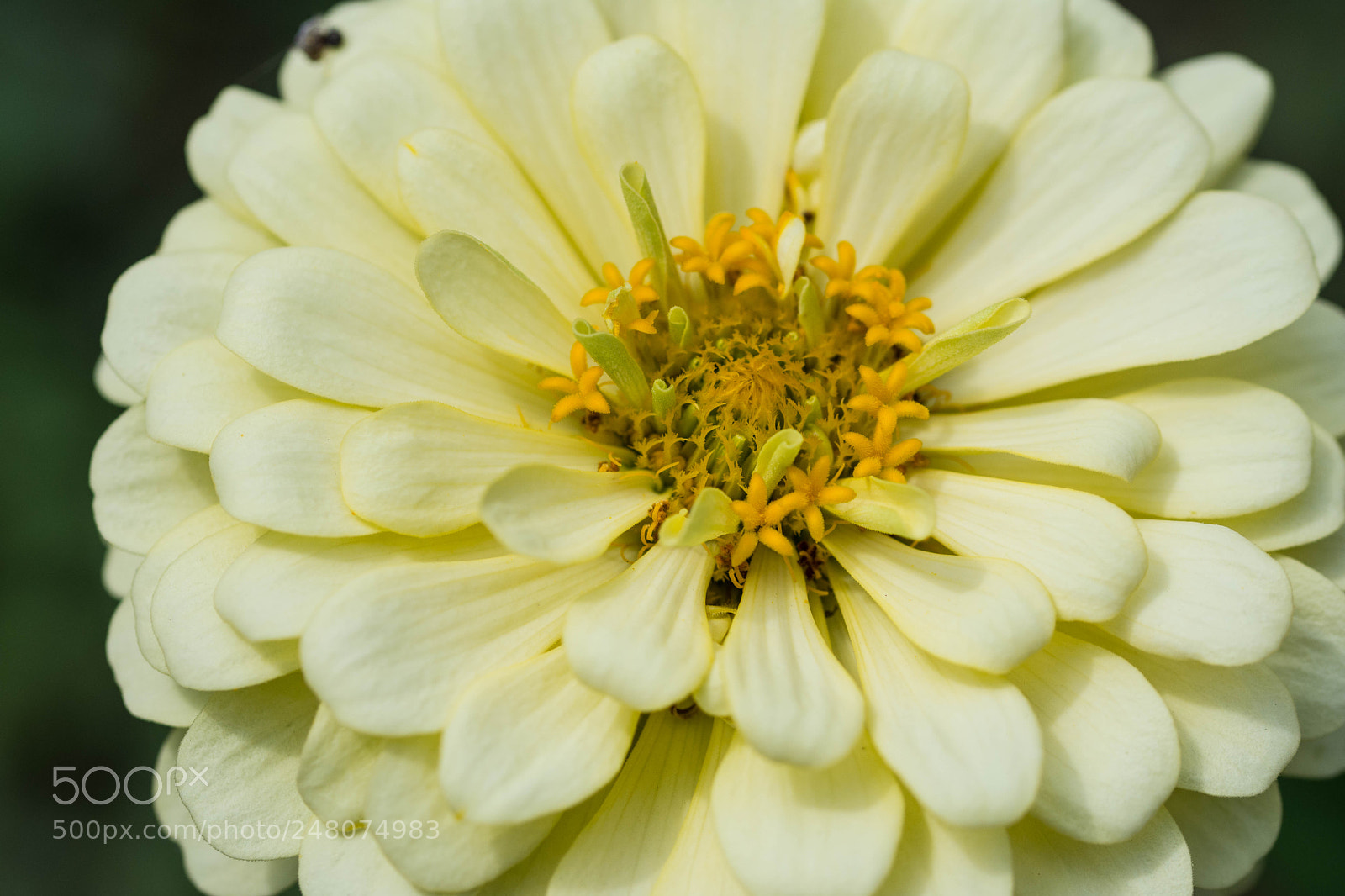 Nikon D7200 sample photo. White flower photography