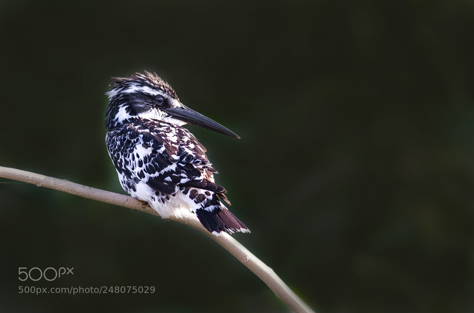 Canon EOS 7D sample photo. Pied kingfisher... photography
