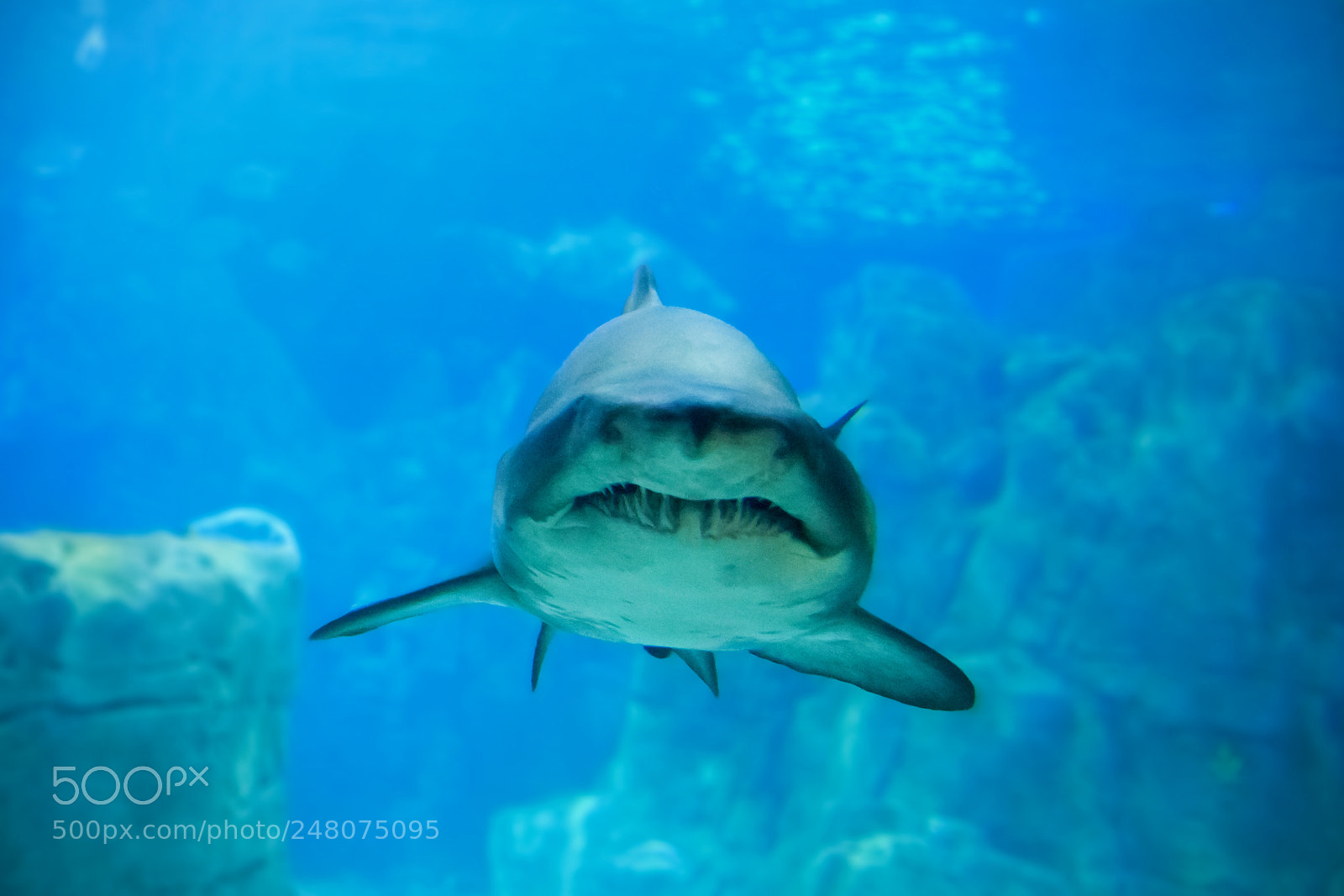 Canon EOS 30D sample photo. Shark photography