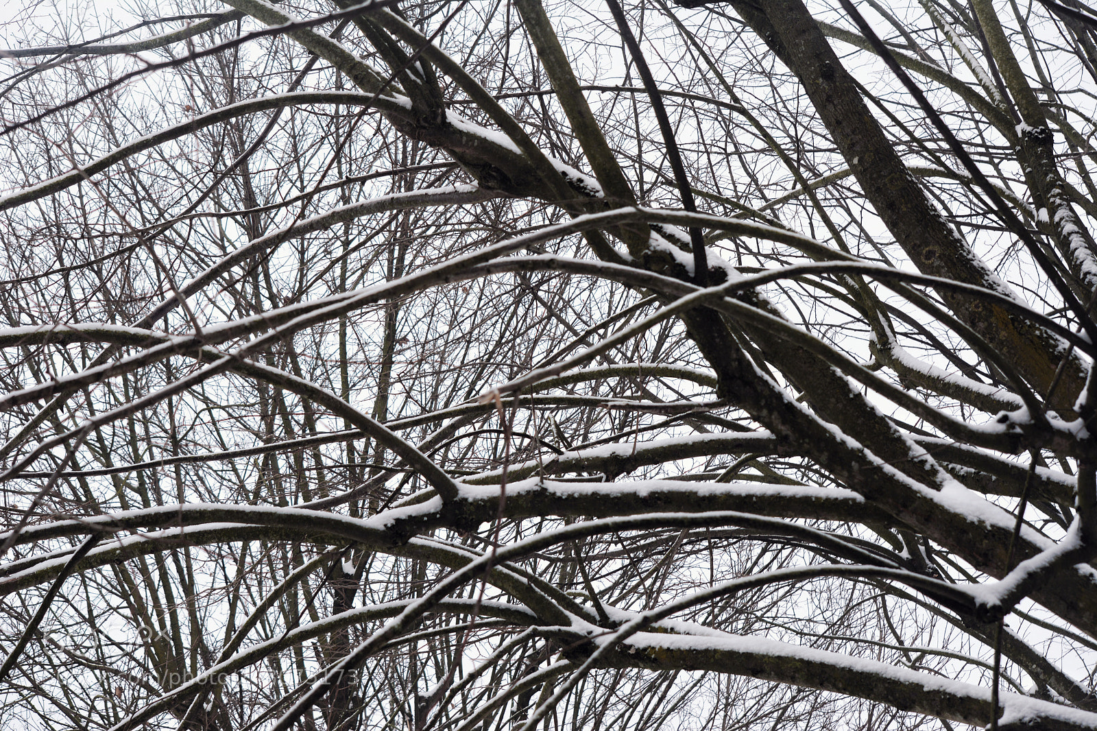 Nikon D5200 sample photo. Snow white & trees black photography