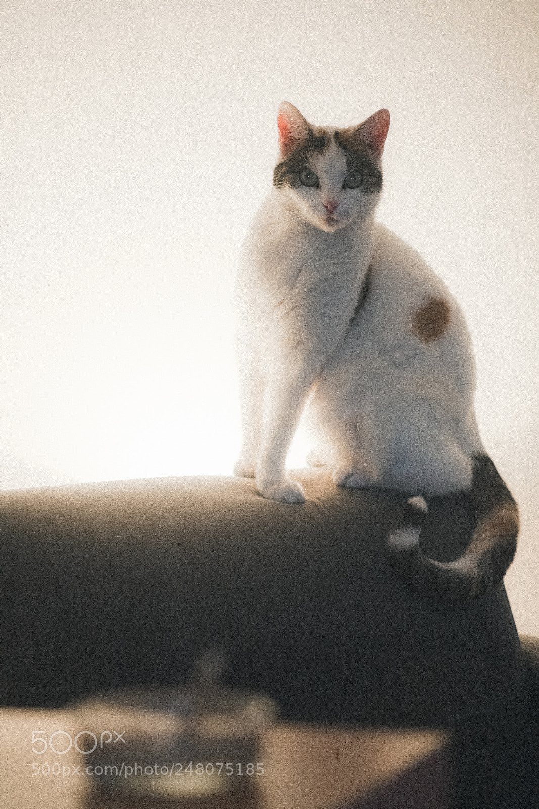 Canon EOS 5D sample photo. ~ photography