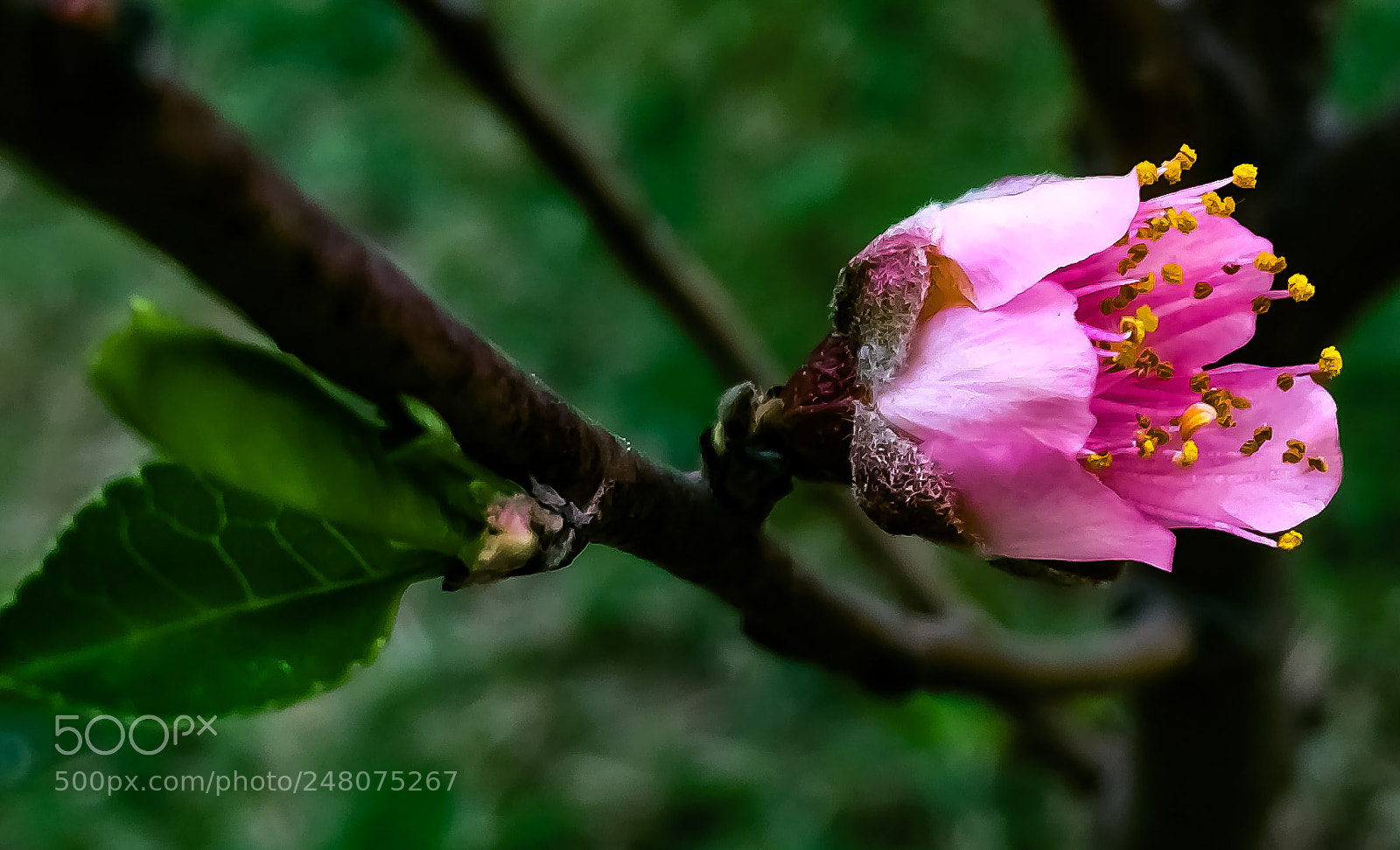 Apple iPhone 5s sample photo. Peach flower photography