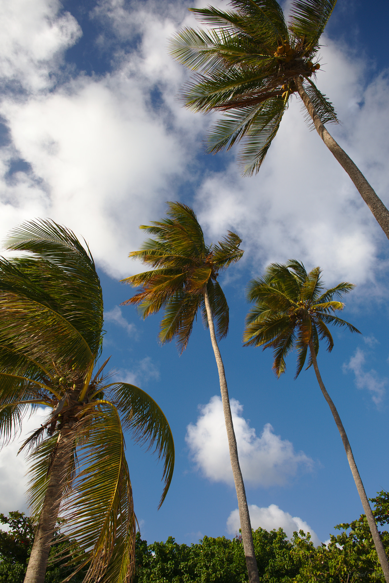 Canon EOS 5D Mark IV sample photo. Bois jolan coconut palm tree photography