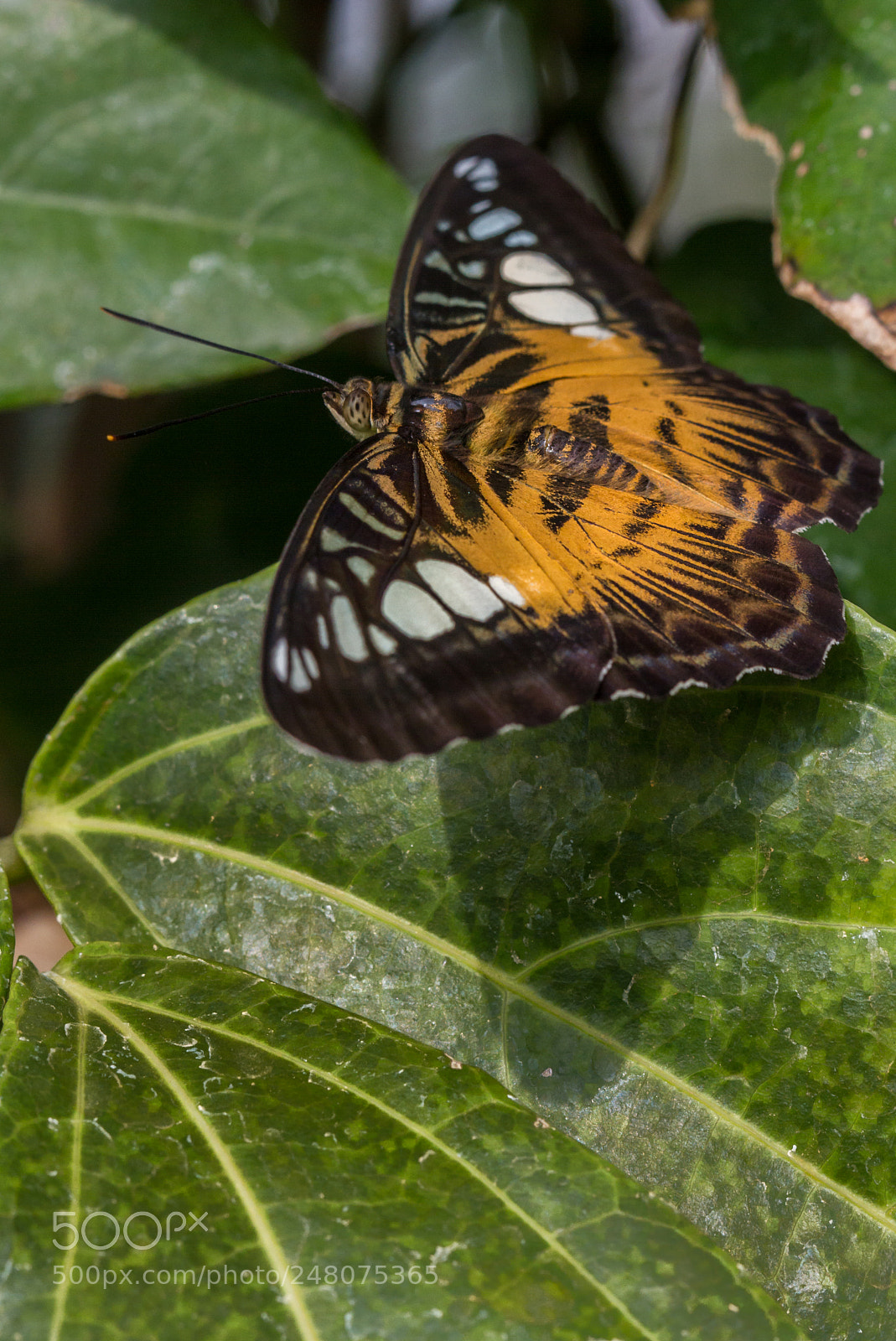Canon EOS 7D sample photo. Clipper - parthenos sylvia photography