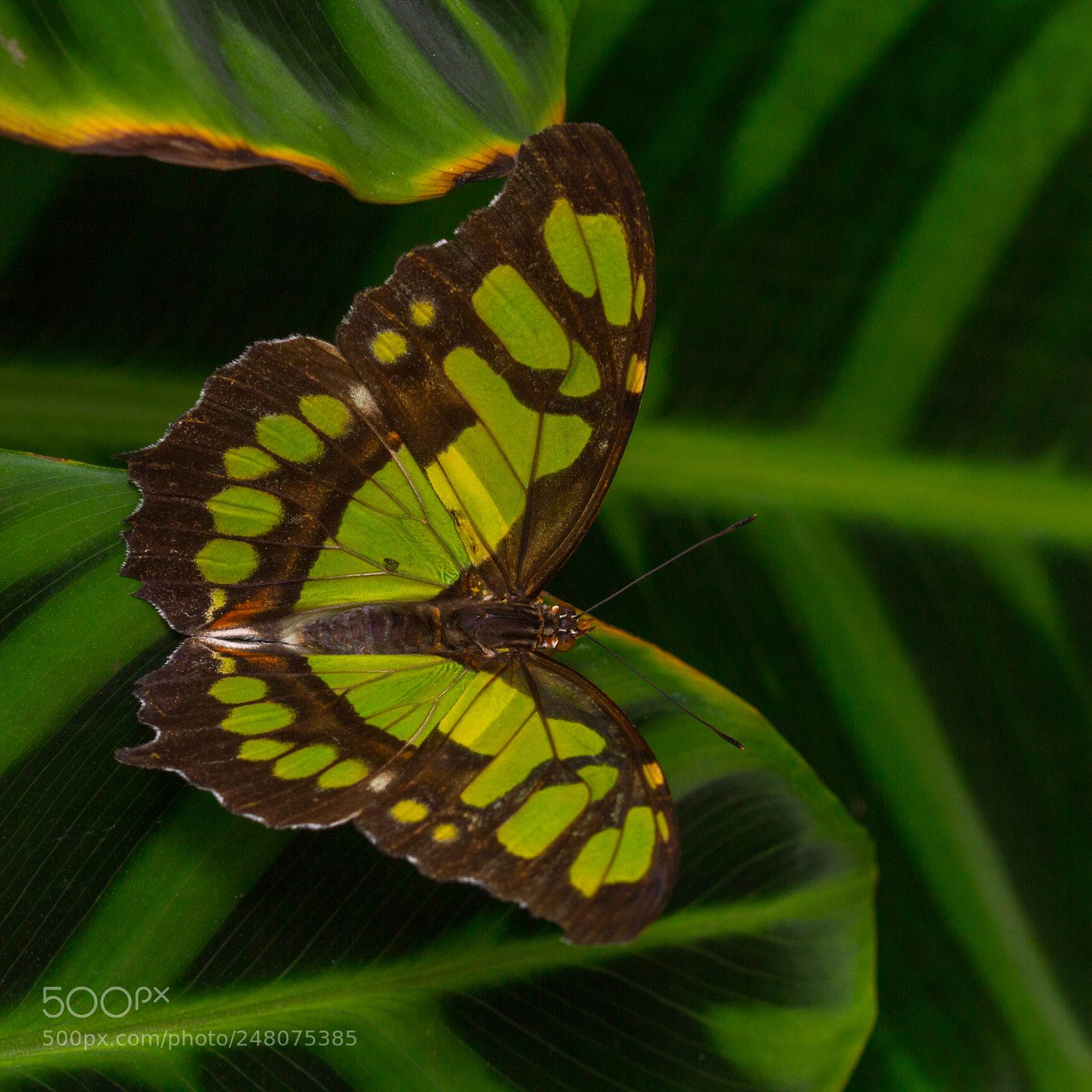 Canon EOS 7D sample photo. The malachite - siproeta photography