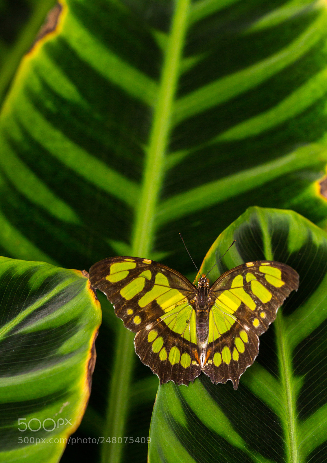 Canon EOS 7D sample photo. The malachite - siproeta photography