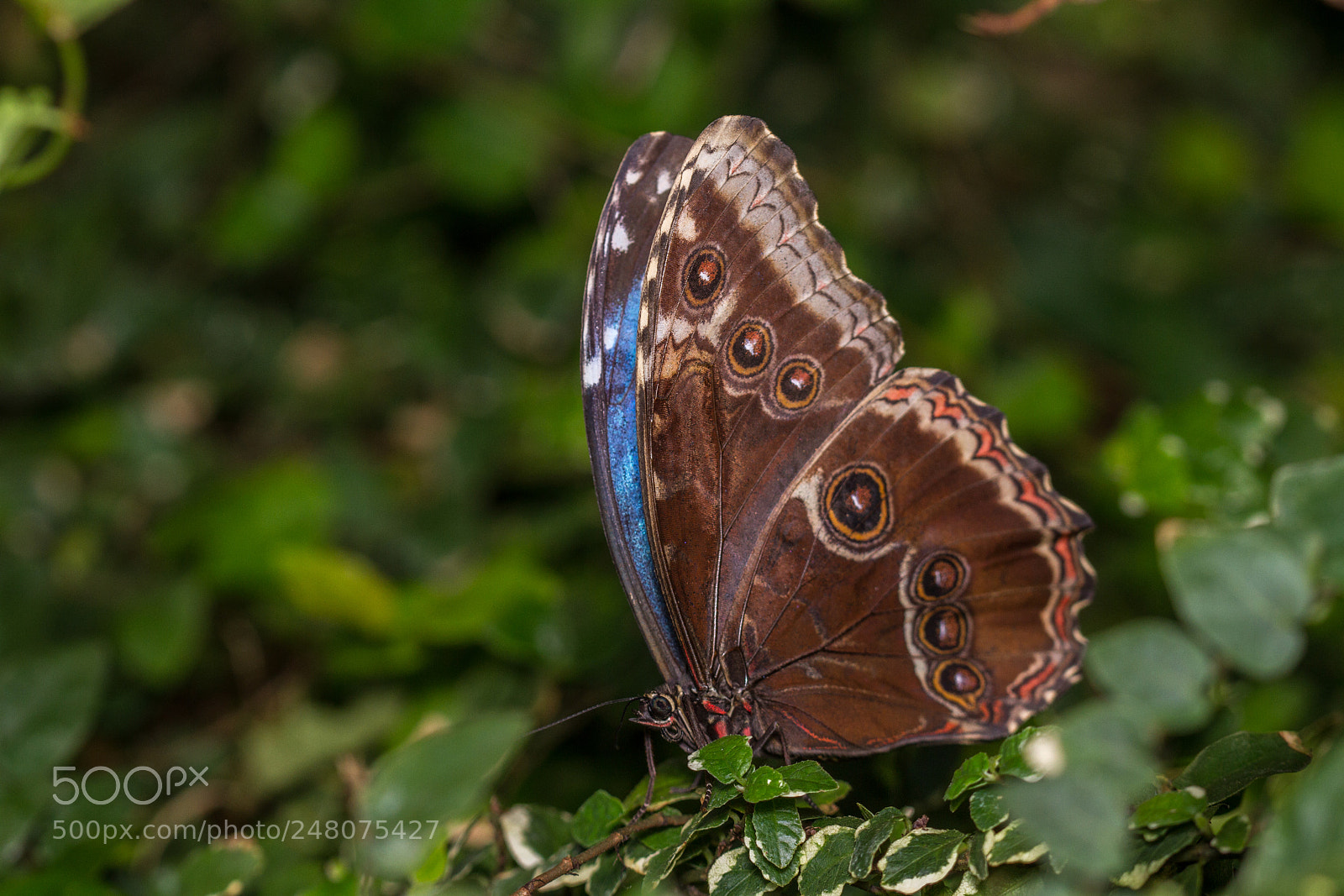 Canon EOS 7D sample photo. Blue morpho - morpho photography