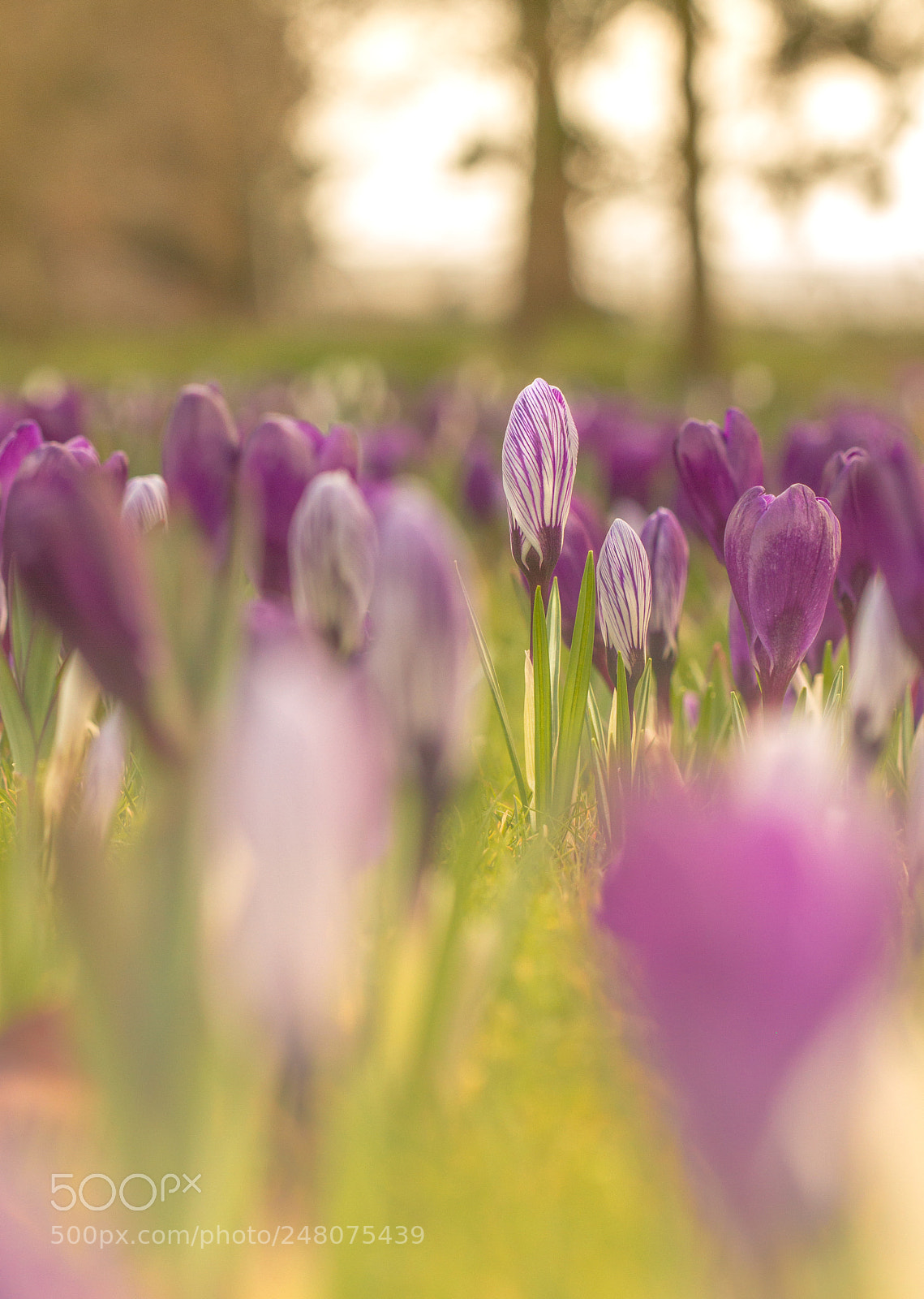 Canon EOS 7D sample photo. Crocii (crocuses?) photography