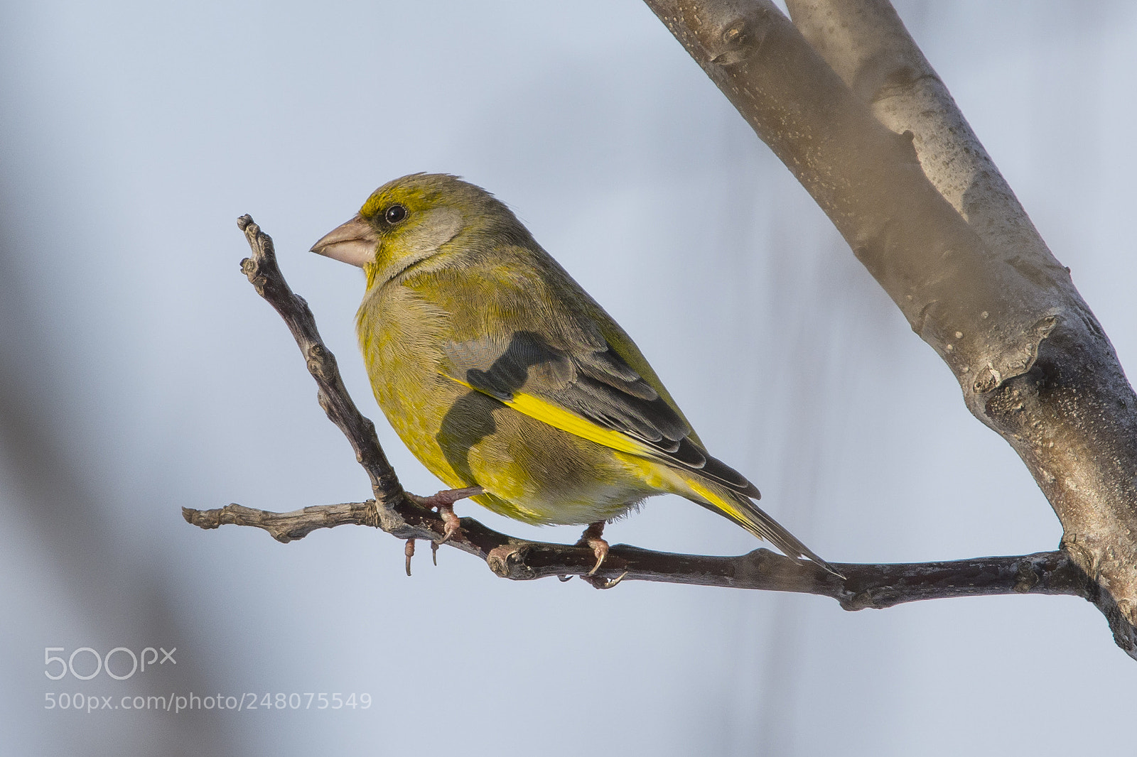 Nikon D7100 sample photo. European greenfinch photography