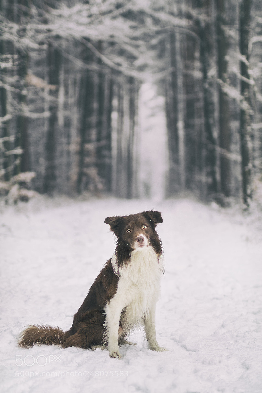 Canon EOS 80D sample photo. Magic forest photography