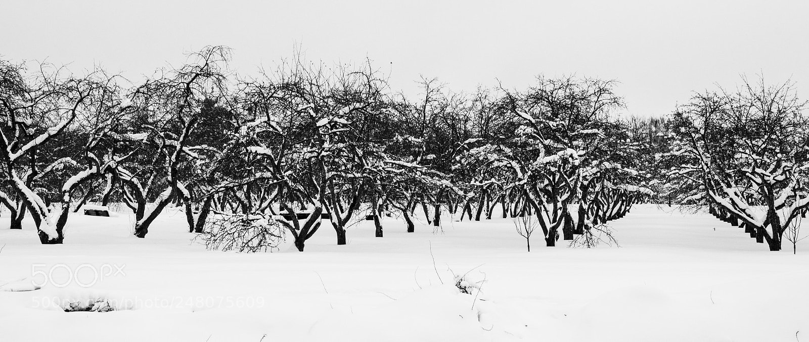 Nikon D5100 sample photo. Winter's garden photography