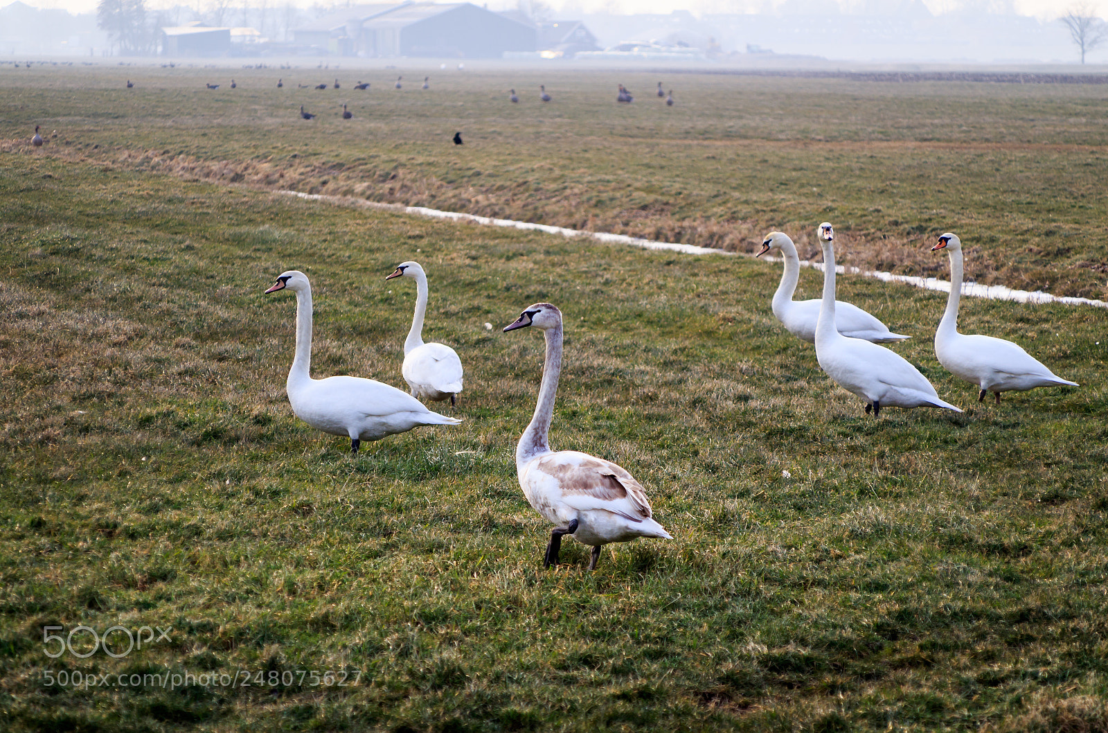 Canon EOS 1300D (EOS Rebel T6 / EOS Kiss X80) sample photo. Six swans on the photography