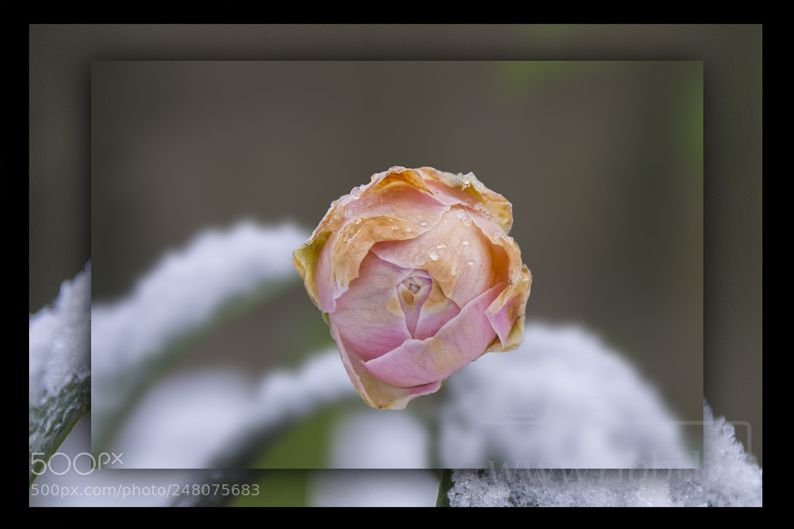 Nikon D7100 sample photo. Frozen pink photography