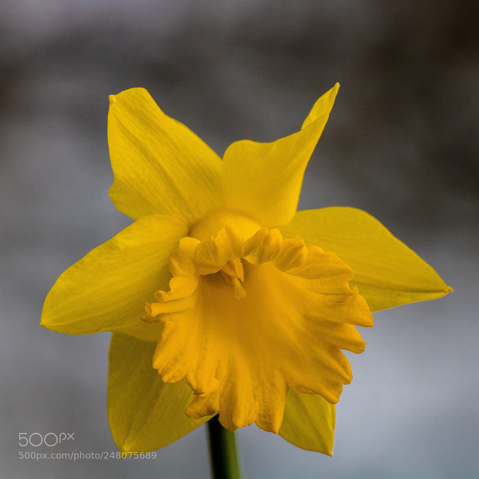 Canon EOS 760D (EOS Rebel T6s / EOS 8000D) sample photo. Yellow portrait photography