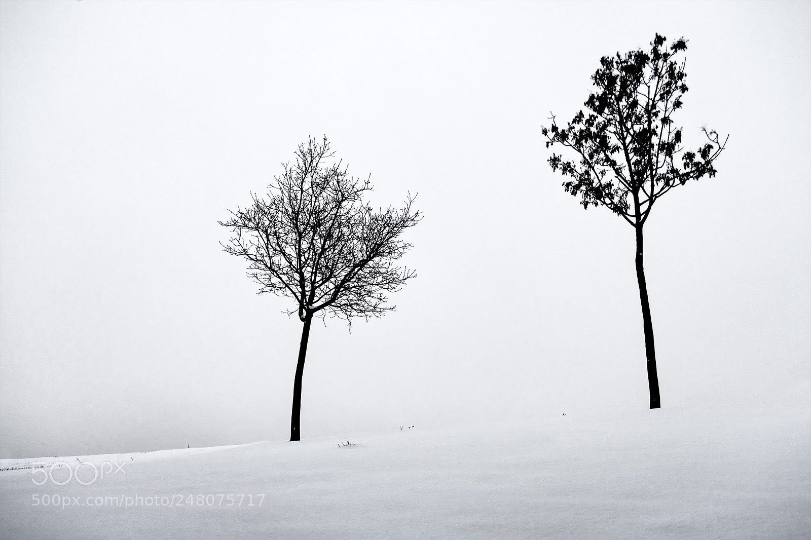 Fujifilm X-T2 sample photo. Trees in the snow photography