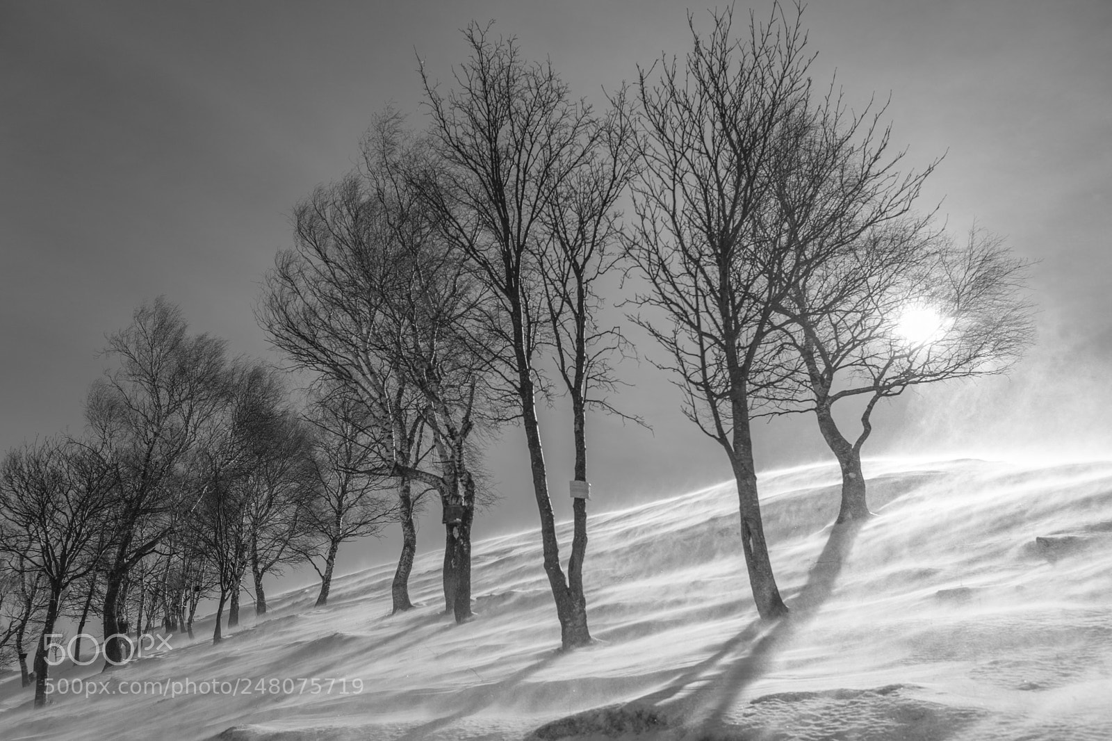 Leica Q (Typ 116) sample photo. Magic winter photography
