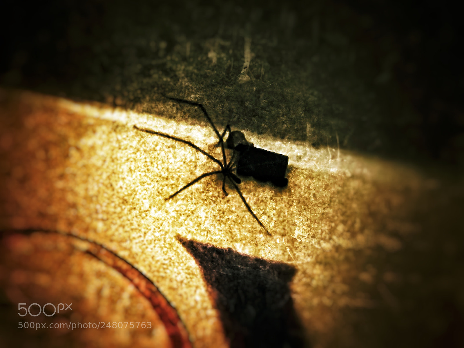 Apple iPhone 7 Plus sample photo. Spider spidy photography