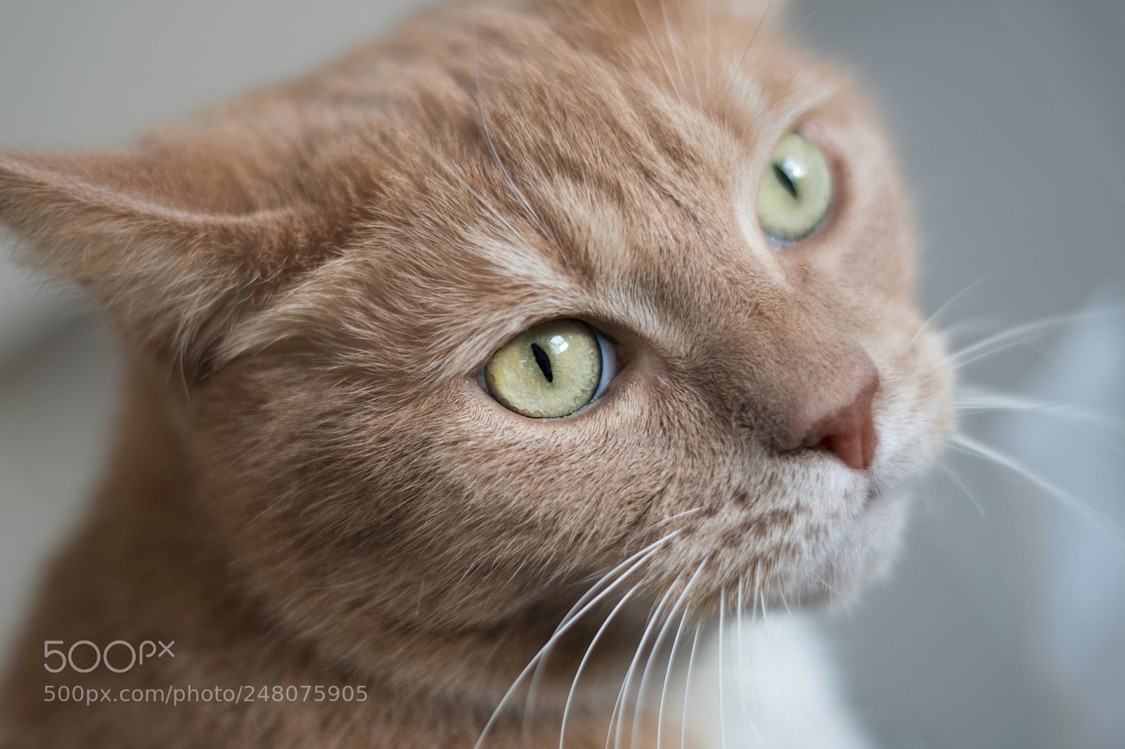 Nikon D500 sample photo. Felix photography
