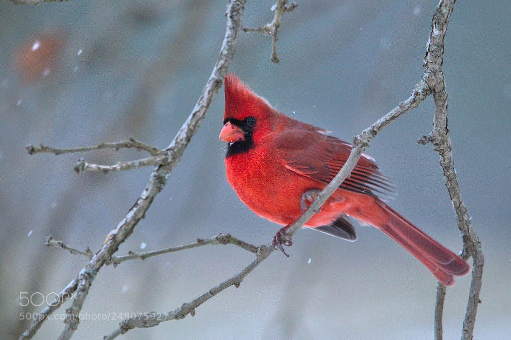 Nikon D3100 sample photo. Cardinal photography
