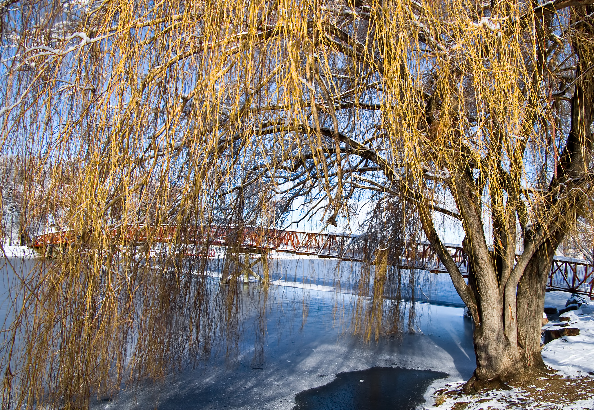 Pentax *ist DS sample photo. Winter willow photography
