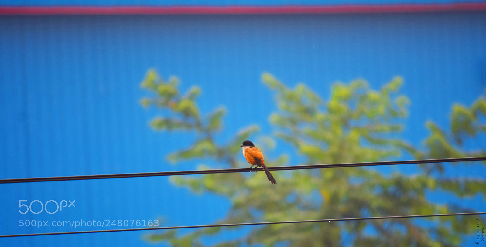Nikon D5300 sample photo. Alone bird photography