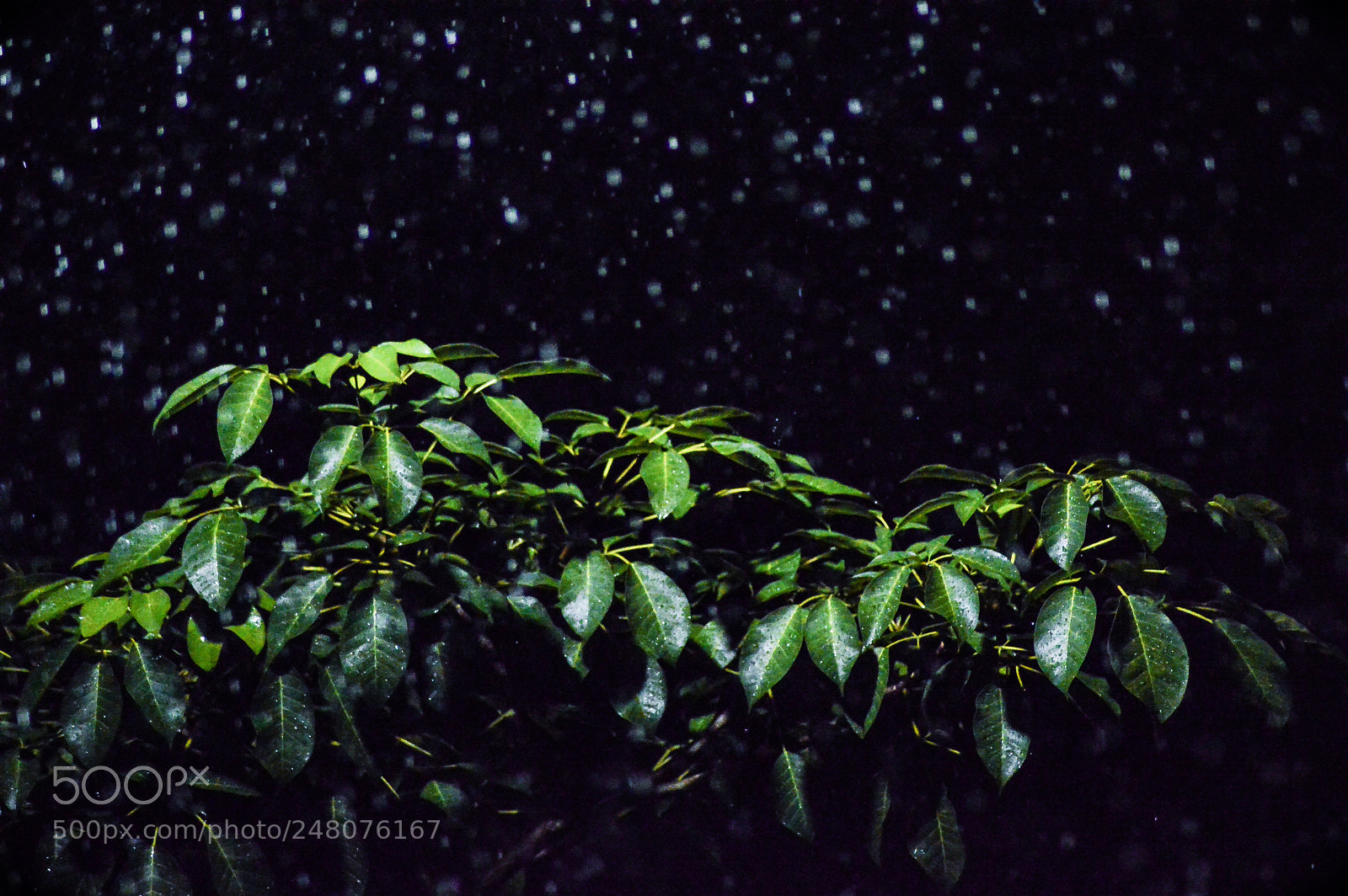 Nikon D3200 sample photo. Lluvia photography