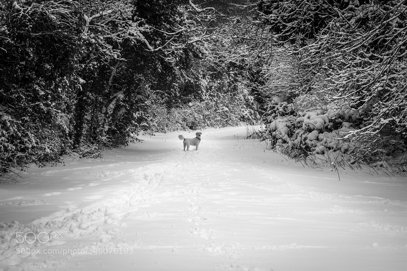 Canon EOS 100D (EOS Rebel SL1 / EOS Kiss X7) sample photo. You coming? photography
