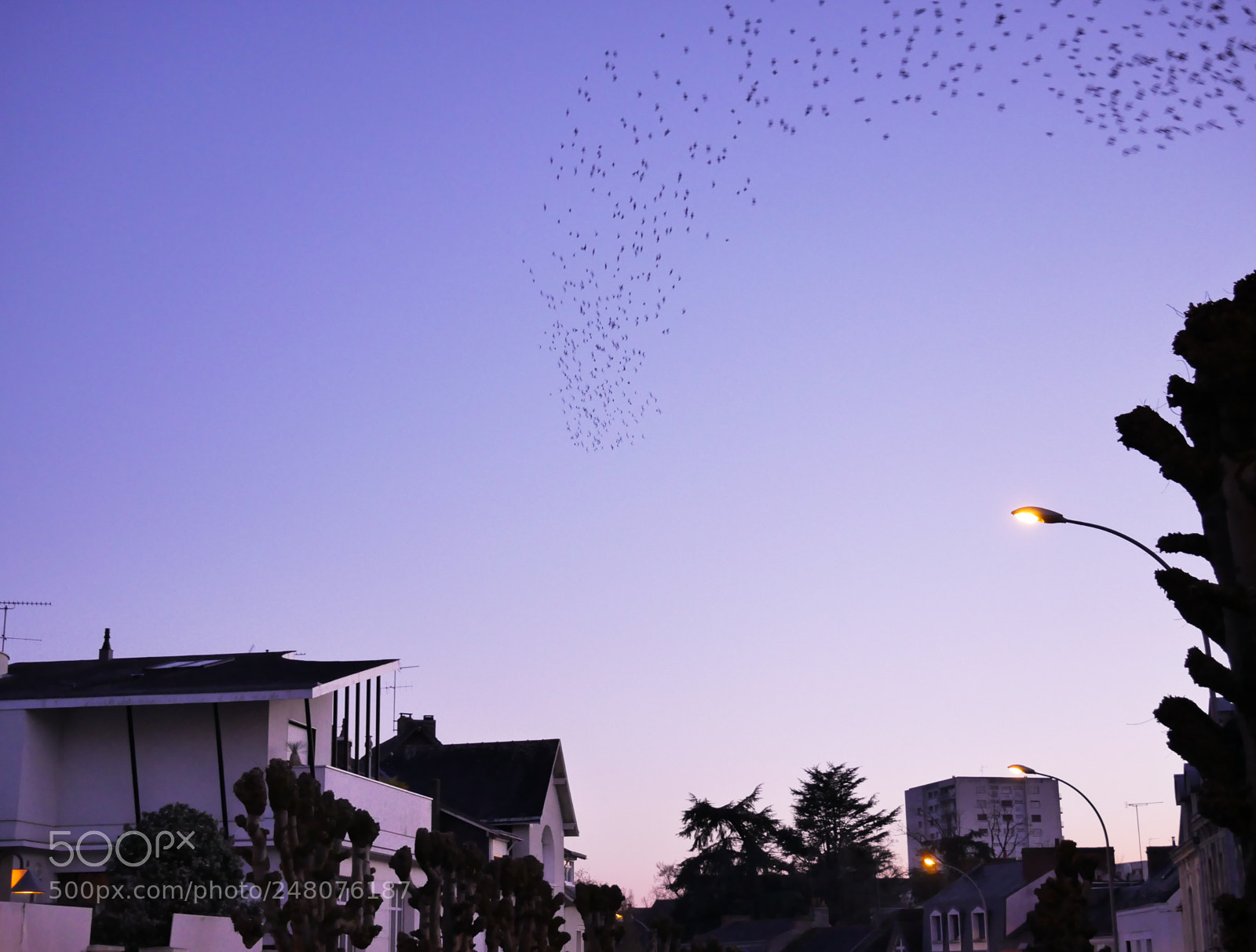 Panasonic Lumix DMC-G85 (Lumix DMC-G80) sample photo. Sky birds photography
