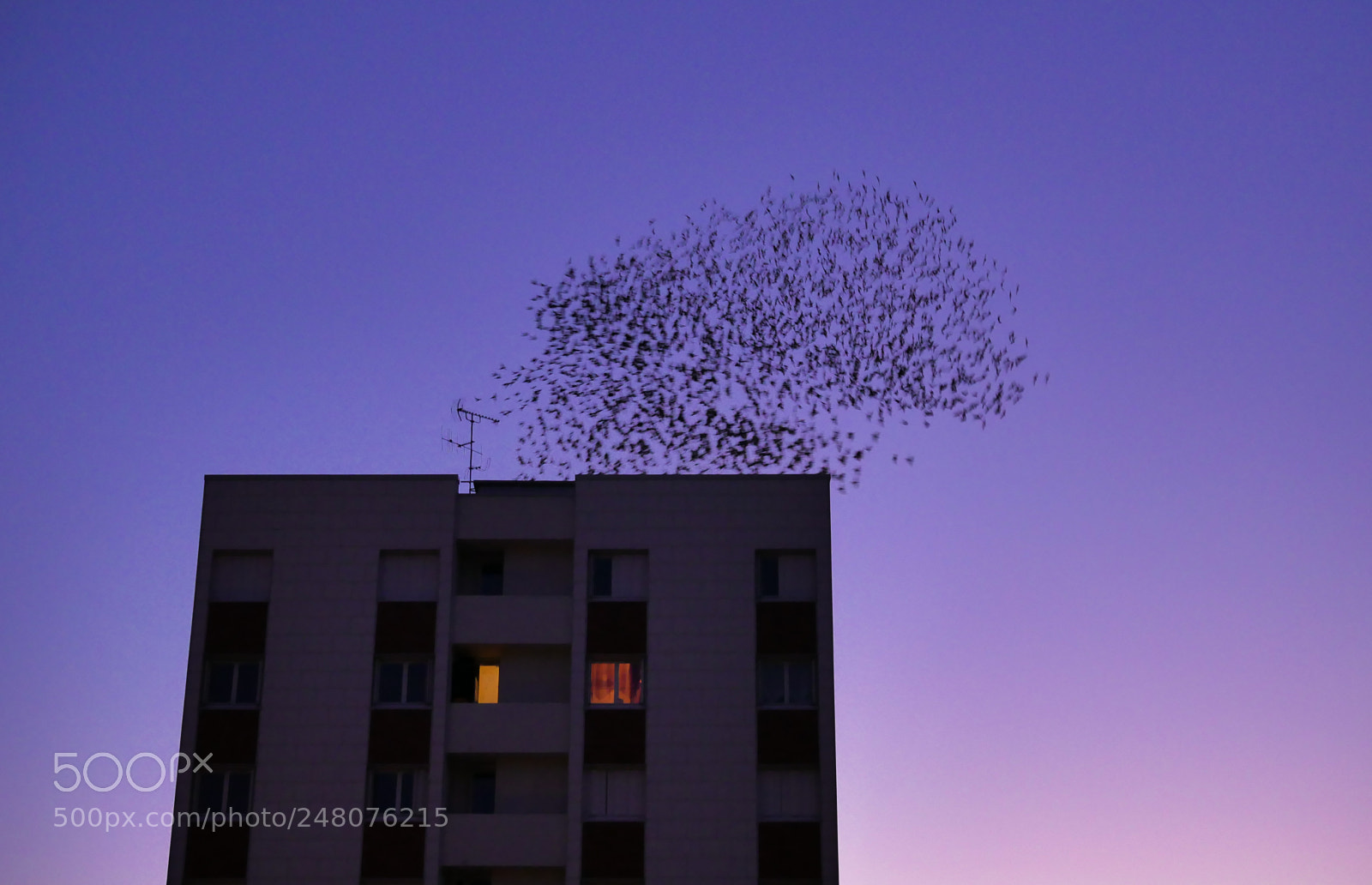 Panasonic Lumix DMC-G85 (Lumix DMC-G80) sample photo. Birds photography